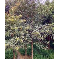 30公分杜英,30公分杜英樹,綠盛最靠譜