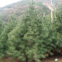 3、4米白皮松出售、低價(jià)白皮松大量優(yōu)惠供應(yīng)