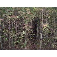 2公分楓香、3公分楓香、4公分楓香、5公分楓香