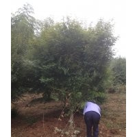 農(nóng)戶低價供應(yīng)雞爪槭