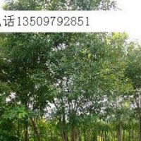 供應(yīng)黃櫨4-5公分黃櫨6-8公分黃櫨價格