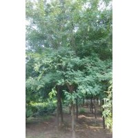 皂角 國槐,法桐,合歡