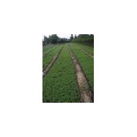 白皮松苗便宜提供