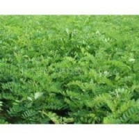 刺槐苗山西刺槐苗價(jià)格花椒苗山西花椒苗價(jià)格