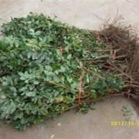 食用 綠化玫瑰苗