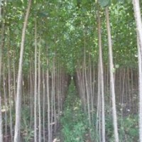 地到期,低價處理速生楊10萬棵,給錢就賣,快來搶吧