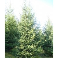 熱銷云杉、樟子松、五角楓、元寶楓、蒙古櫟、九角楓、白樺