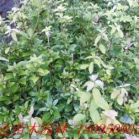 四川老鷹茶苗、成都老鷹茶苗、貴州老鷹茶苗、批發(fā)老鷹茶苗