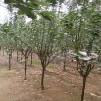 西府海棠小苗批發(fā)，西府海棠價(jià)格，供應(yīng)北美海棠品種