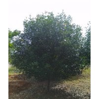 大小紅葉石楠量大