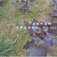 精品全紅楊出售河南桃楓園林優(yōu)惠中