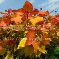 彩色植物楊樹“紅霞楊”Ⅰ號(hào)金紅楊彩葉植物彩楊彩色植物全紅楊