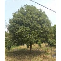 長期供應(yīng):八月桂，金桔樹，各種規(guī)格及小苗1