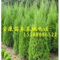 提供2米黑松苗2米側(cè)柏苗價格優(yōu)惠量大