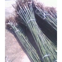 供應，毛白楊，法桐，垂柳