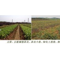 茶花小苗批發(fā)，的茶花苗、綠化苗報價