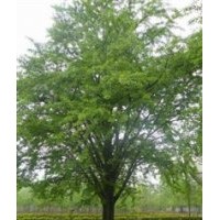 山東地區(qū)長期銷售各種規(guī)格銀杏樹