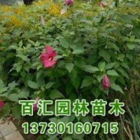 河北天目瓊花基地