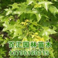 河北天目瓊花百匯苗木價(jià)格