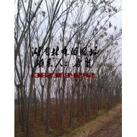 6公分欒樹價(jià)格