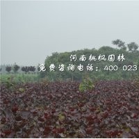 全紅楊紅木綠化桃楓園林培育低價(jià)出售