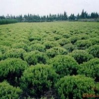大葉黃楊，大葉黃楊苗，江蘇大葉黃楊球，大葉黃楊基地，冬青球