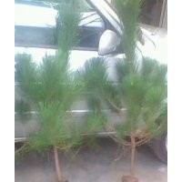 供應內蒙占地1.5米2米側柏苗黑松苗