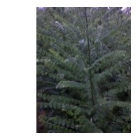 山西國(guó)槐苗圖片樣本