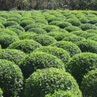 出售各種綠化苗木大葉女貞，廣玉蘭，香樟，雪松，銀杏，紅葉石楠
