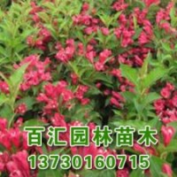 新春天目瓊花種植