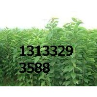 苗圃供應鈣果苗==梨樹苗