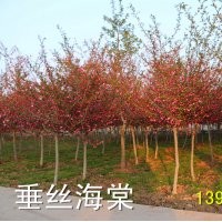 山東沂蒙垂絲海棠