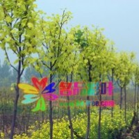 出售金葉馬褂木