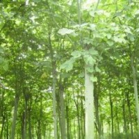 青桐20公分優(yōu)質(zhì)青桐報價南京青桐出售