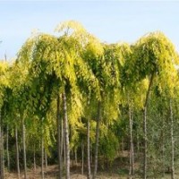 大量出售榆葉梅、金葉垂榆、金葉榆、榆樹、絲棉木、碧桃等苗木