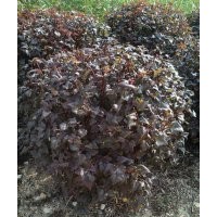 榆葉梅球，五角楓球，密枝紅葉李球，衛(wèi)矛球，水蠟球，各種快柏球