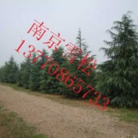 南京雪松價格 雪松報價 光輝苗圃雪松價格