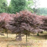 美國紅楓價(jià)格10公分紅楓基地出售精品紅楓