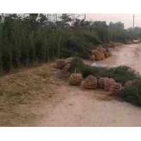 專供山西，蜀儈，側柏，北京儈，河南儈