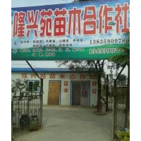 1米以上白皮松，側柏，油松