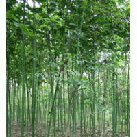 江蘇青桐產(chǎn)地 8公分10公分青桐價格