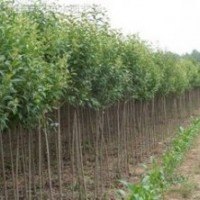 米徑2公分大葉女貞現(xiàn)在多少錢(qián)一棵 大葉女貞基地