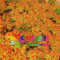 彩葉灌木金山繡線菊金焰繡線菊