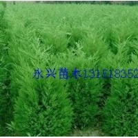 龍柏，蜀檜，灑金柏，側(cè)柏，爬地柏，刺柏，雪松，塔柏等苗木