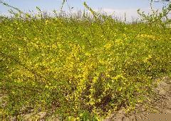 供應(yīng)連翹苗