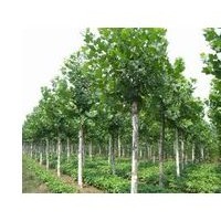 石家莊冬青專賣