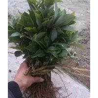 四川老鷹茶苗、四川老陰茶苗、四川老林茶苗、批發(fā)30萬株