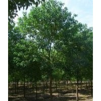 現(xiàn)在烏桕報(bào)價(jià) 南京10-25公分烏桕價(jià)格 常年供應(yīng)烏桕價(jià)格