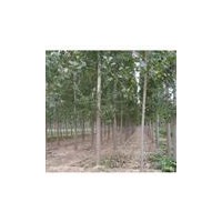 供應(yīng)山西優(yōu)質(zhì)白臘苗2-3公分白臘苗4-5公分白臘苗價格