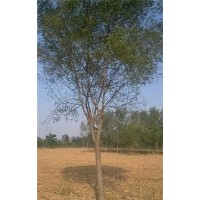 天津15公分國槐價格 15公分國槐多少錢